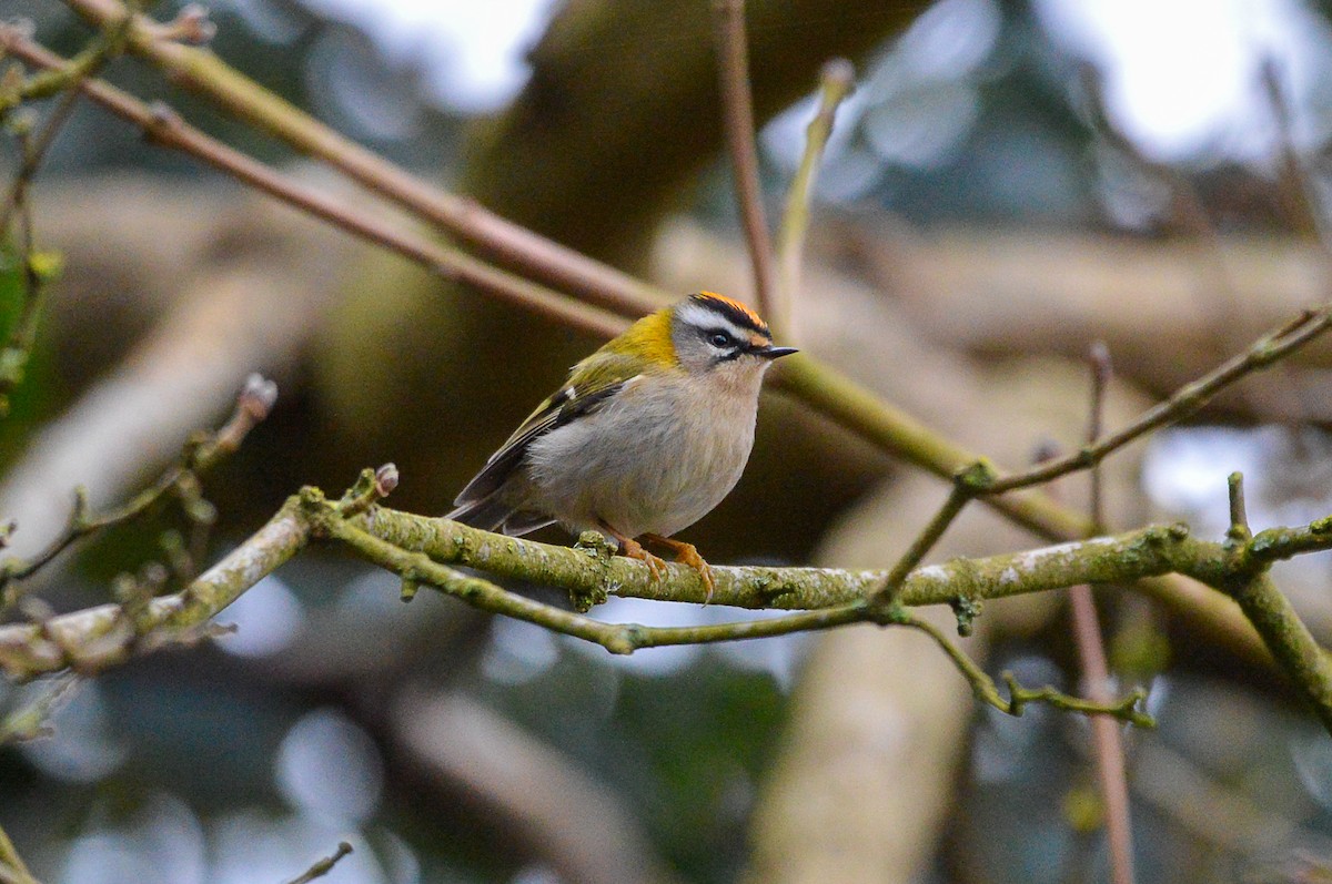 Common Firecrest - ML615507098