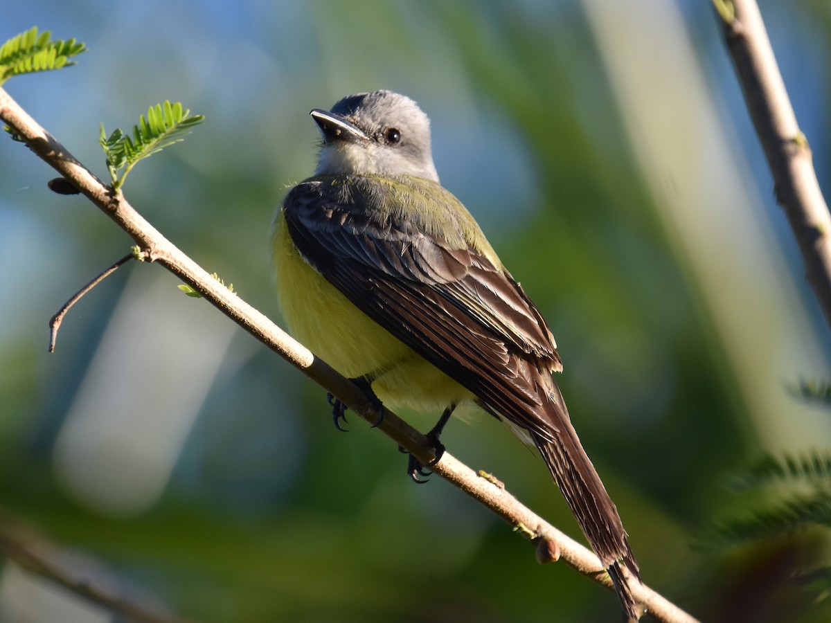 Tropical Kingbird - ML615507117