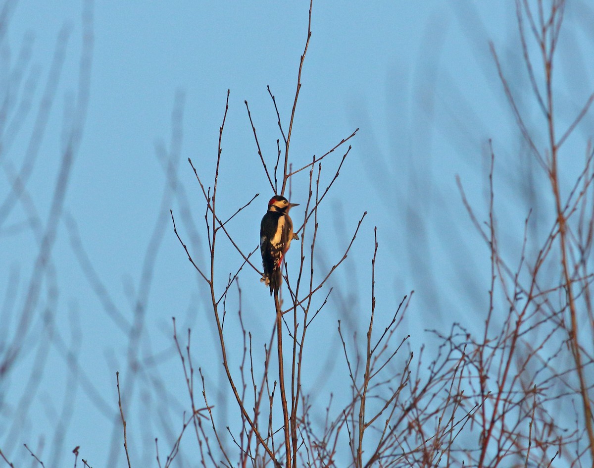 Great Spotted Woodpecker - ML615507174