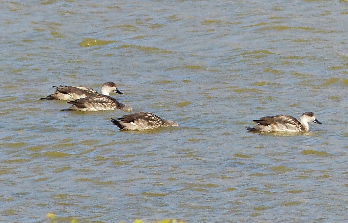 Crested Duck - ML615507179