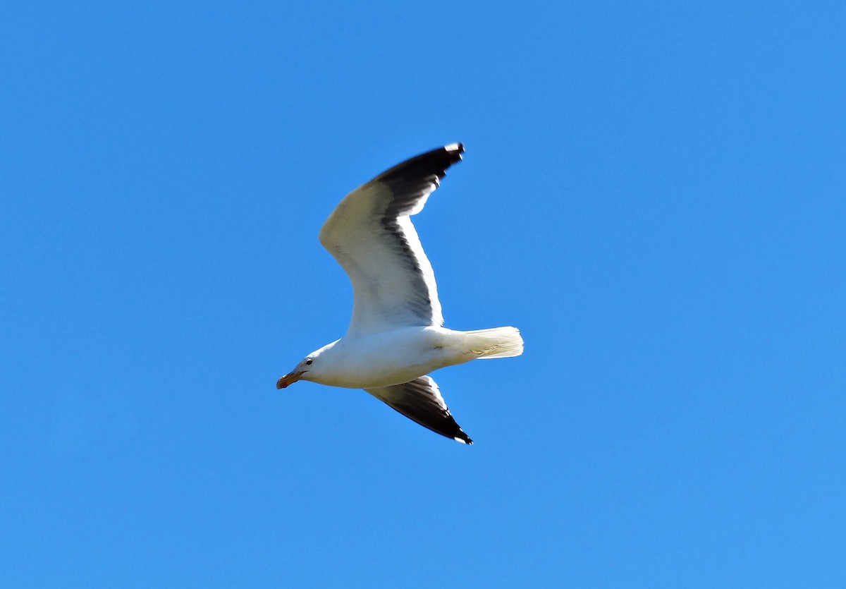 Kelp Gull - ML615507268