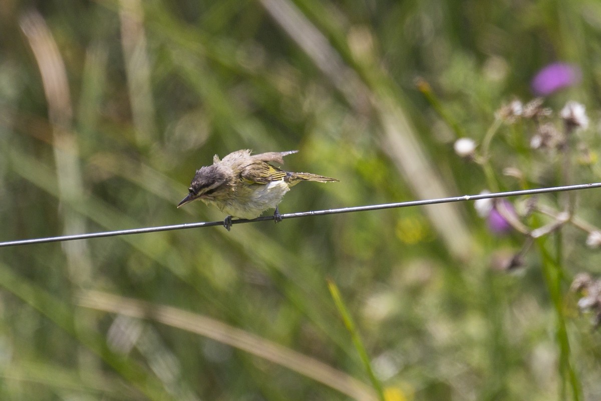 brunøyevireo - ML615507348