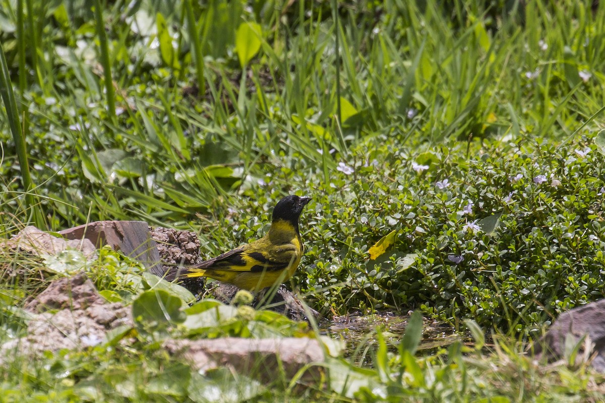 Hooded Siskin - ML615507355