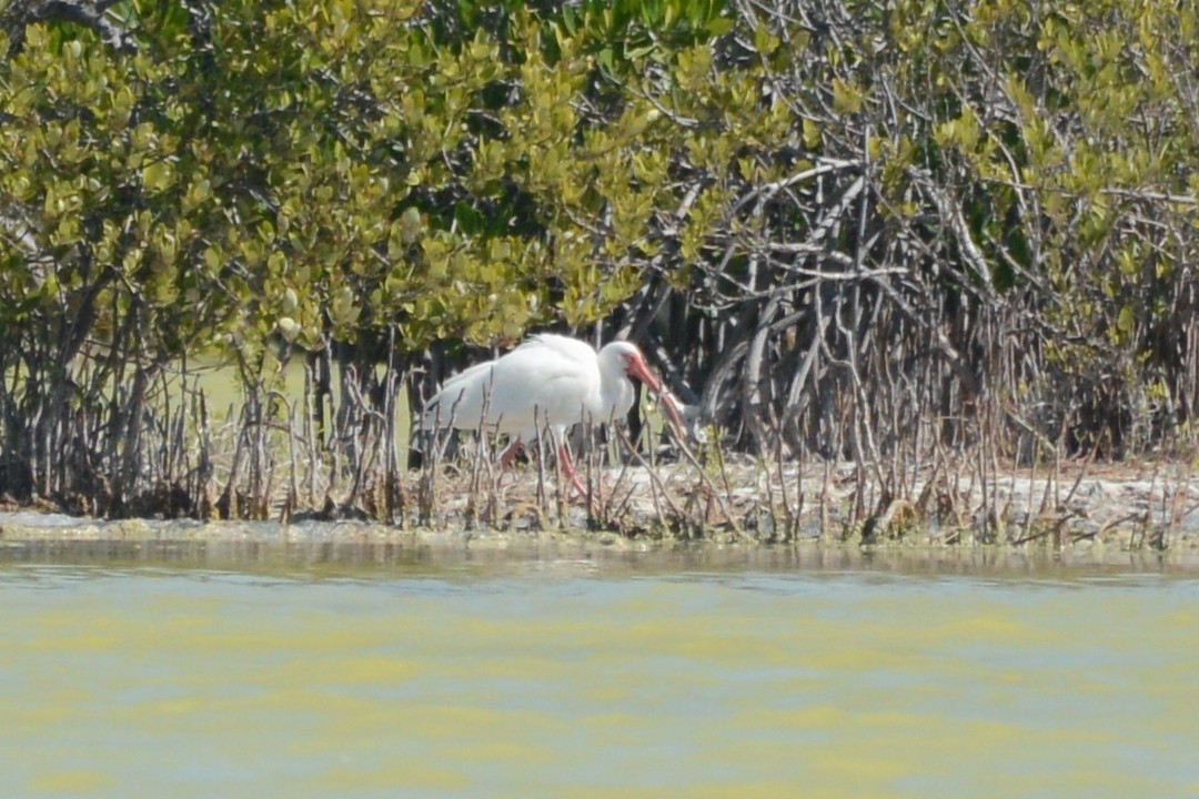 Ibis blanc - ML615507361