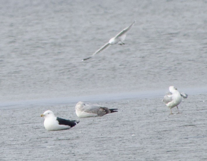 Lesser Black-backed Gull - ML615507366