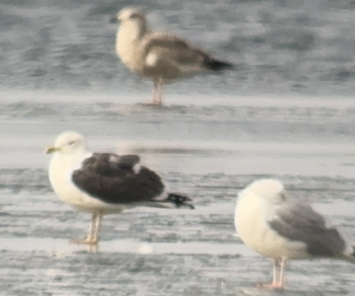 Lesser Black-backed Gull - ML615507367