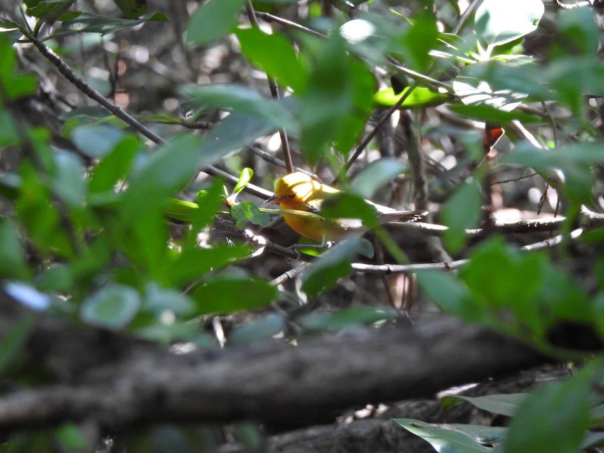 Prothonotary Warbler - ML615507400