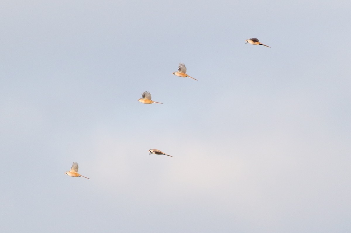 Bearded Reedling - ML615507482