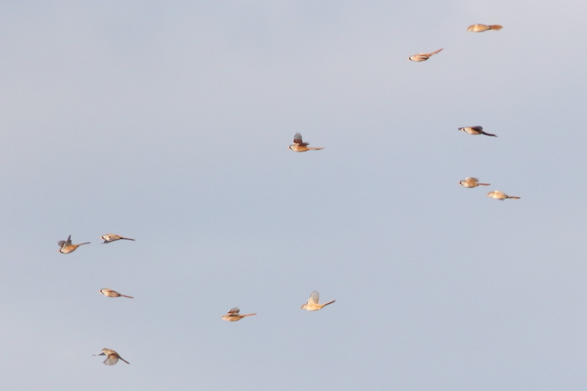 Bearded Reedling - ML615507484