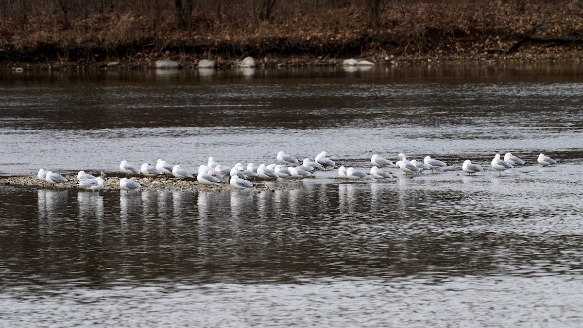 Ring-billed Gull - ML615507497