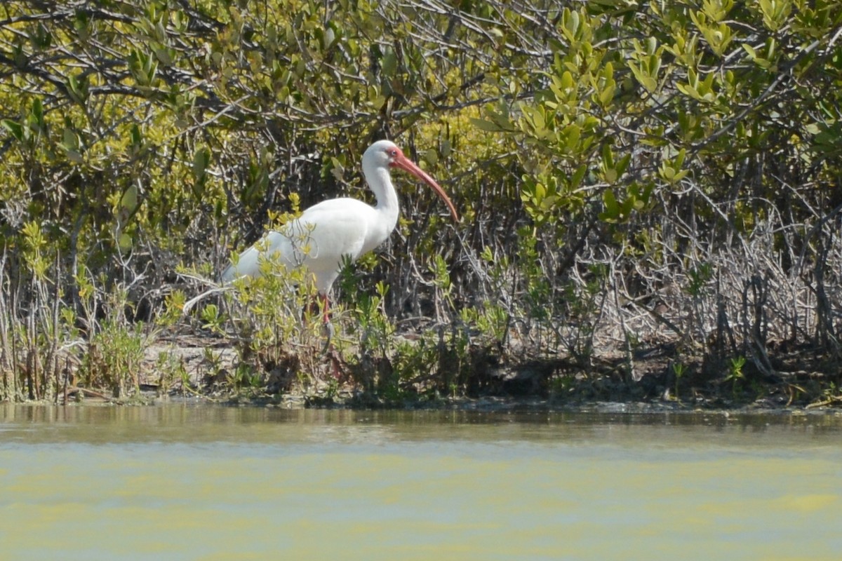 White Ibis - ML615507509