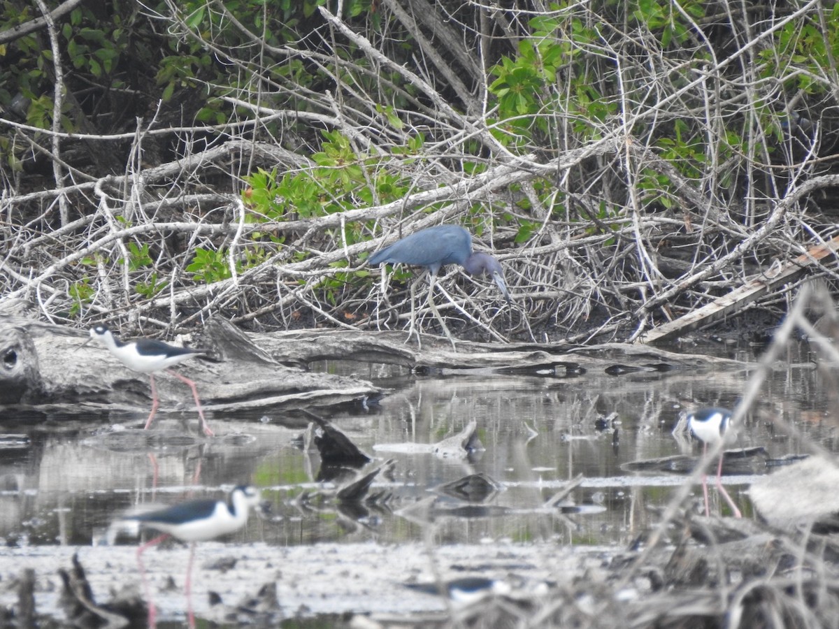 Little Blue Heron - ML615507561