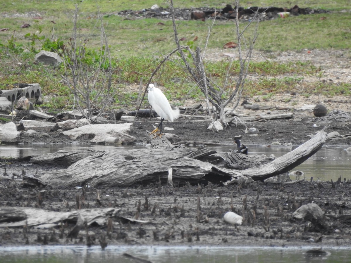 Snowy Egret - ML615507571