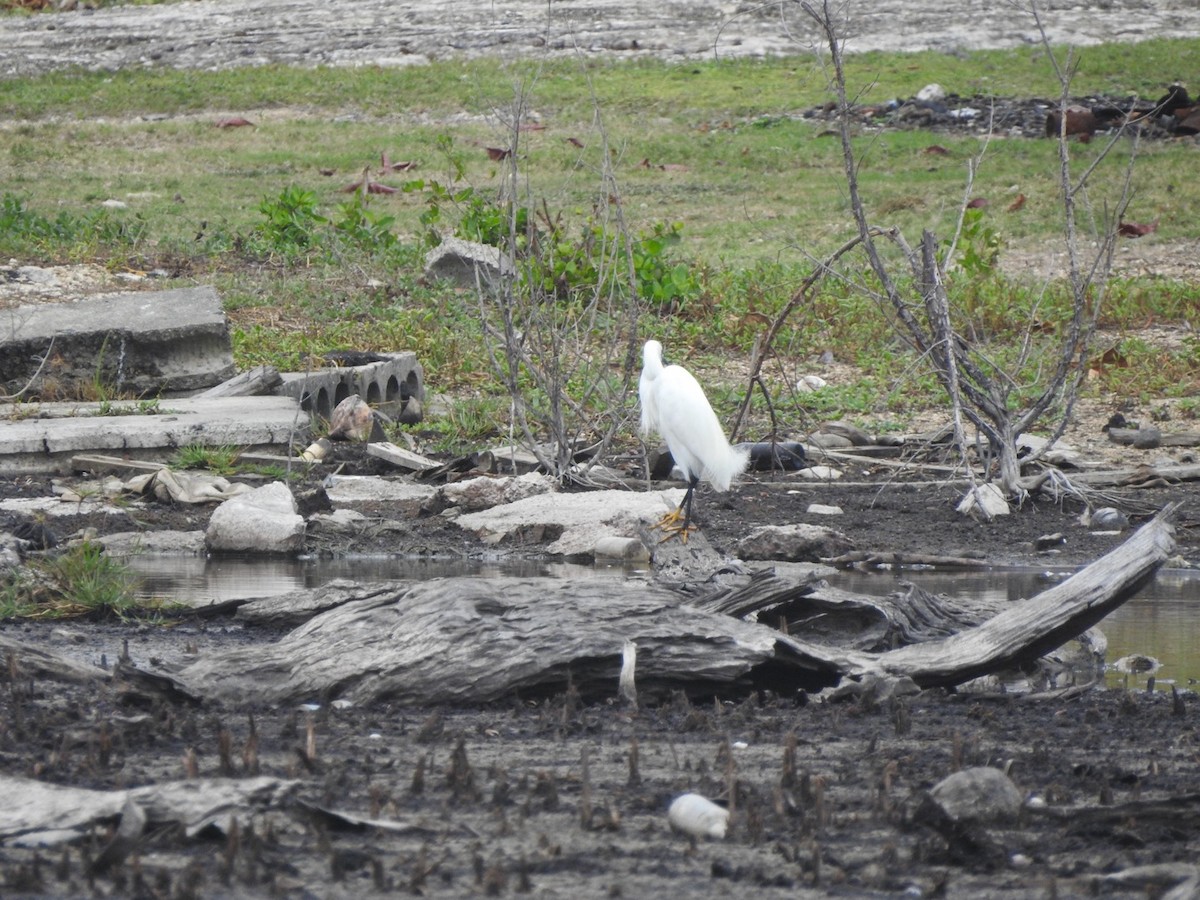 Snowy Egret - ML615507573