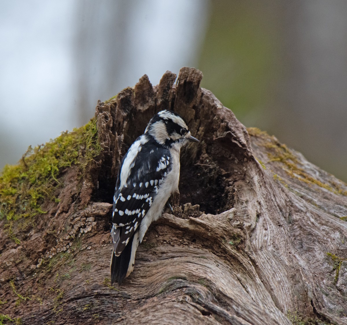 Downy Woodpecker - ML615507581