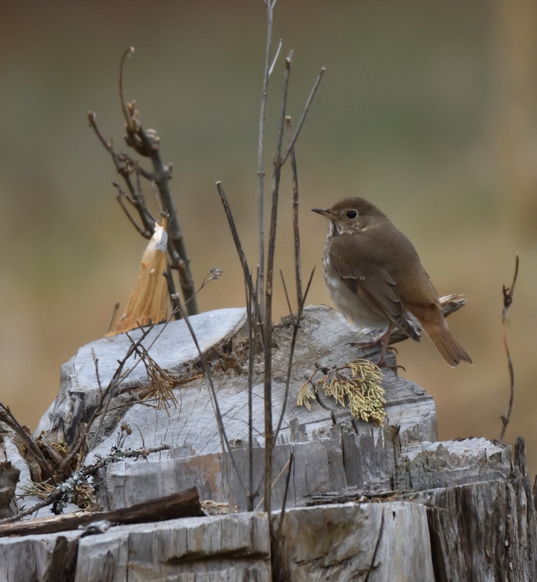 Hermit Thrush - ML615507598