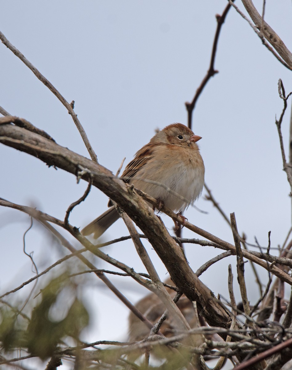Field Sparrow - ML615507628