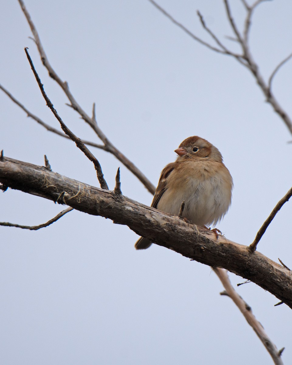 Field Sparrow - ML615507630