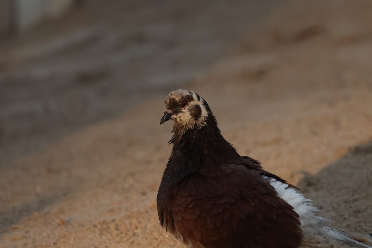 Rock Pigeon (Feral Pigeon) - ML615507647