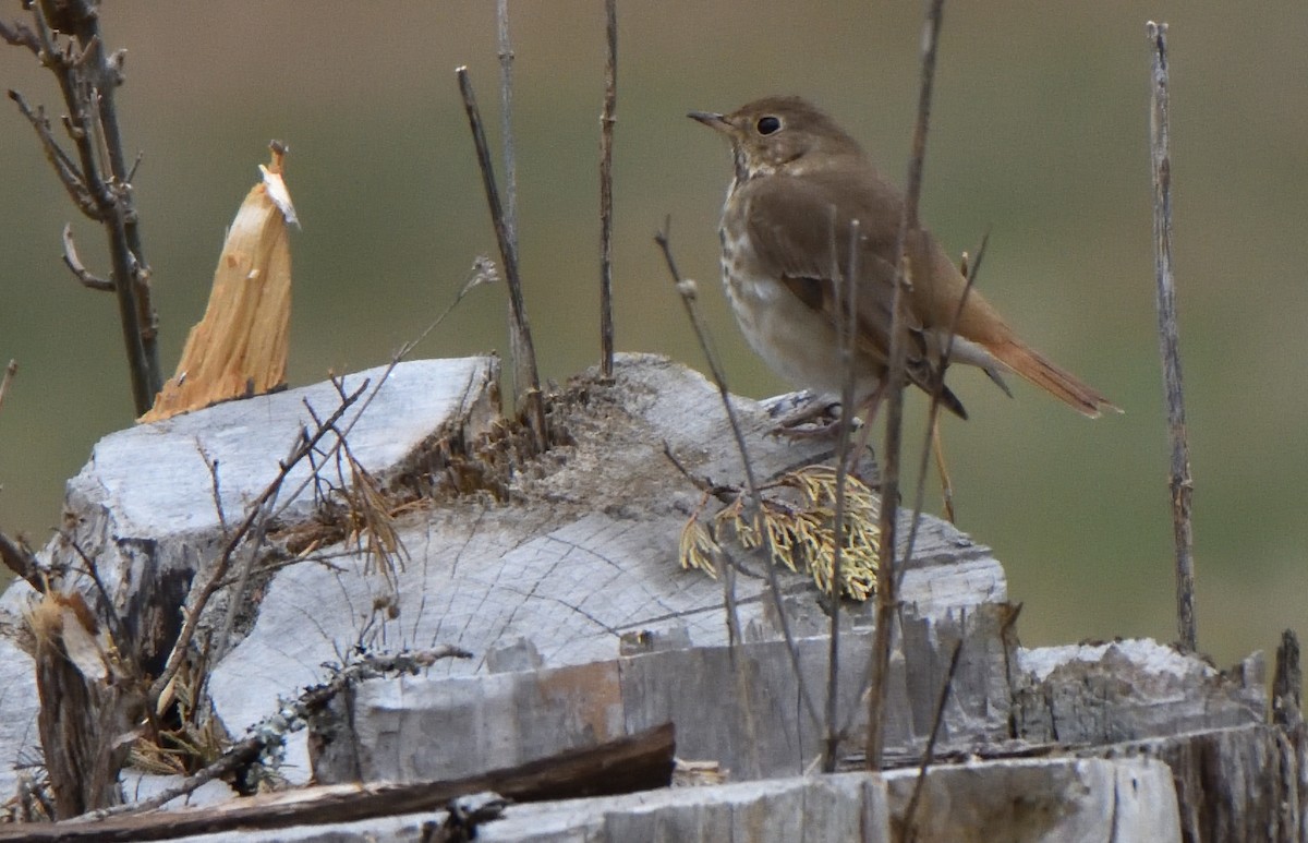 Hermit Thrush - ML615507679