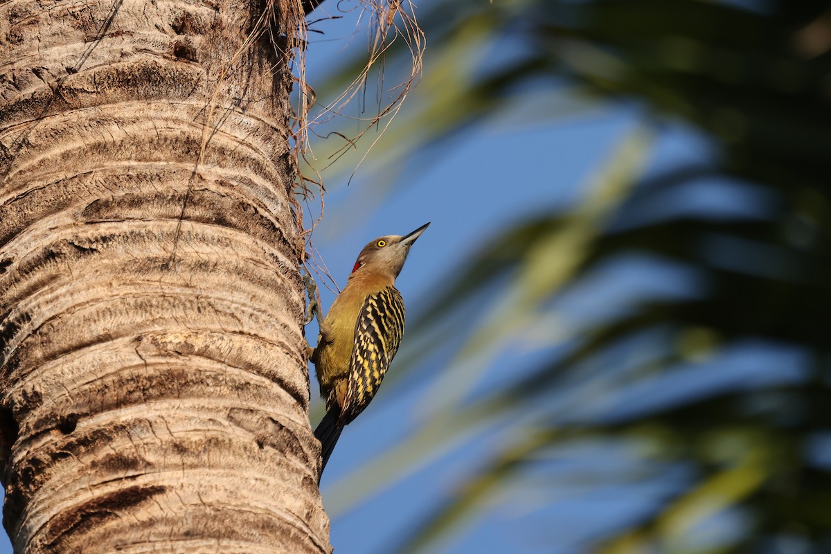 Hispaniolan Woodpecker - Marie Provost