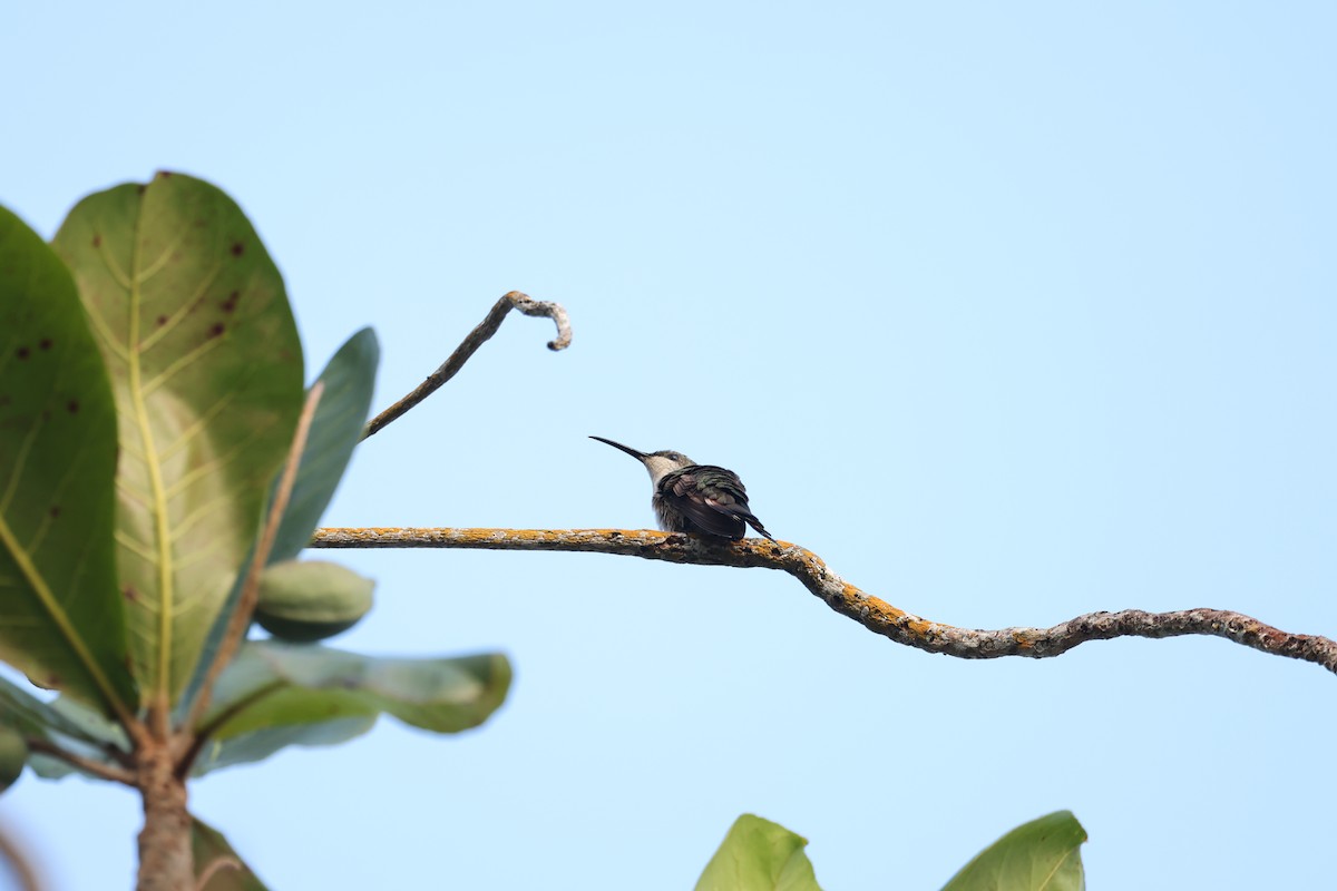 Dominikanermangokolibri - ML615507686