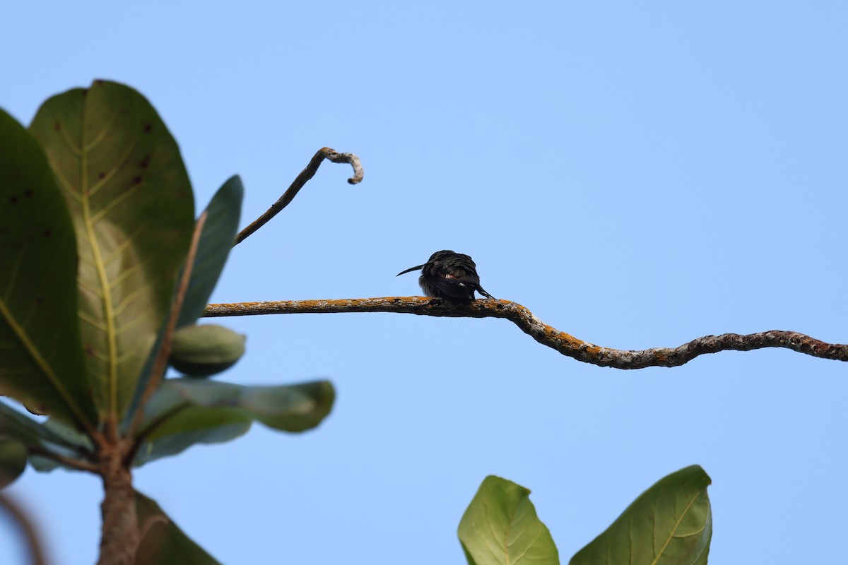 Dominikanermangokolibri - ML615507687