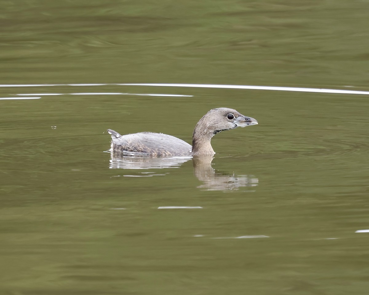 Pied-billed Grebe - ML615507688