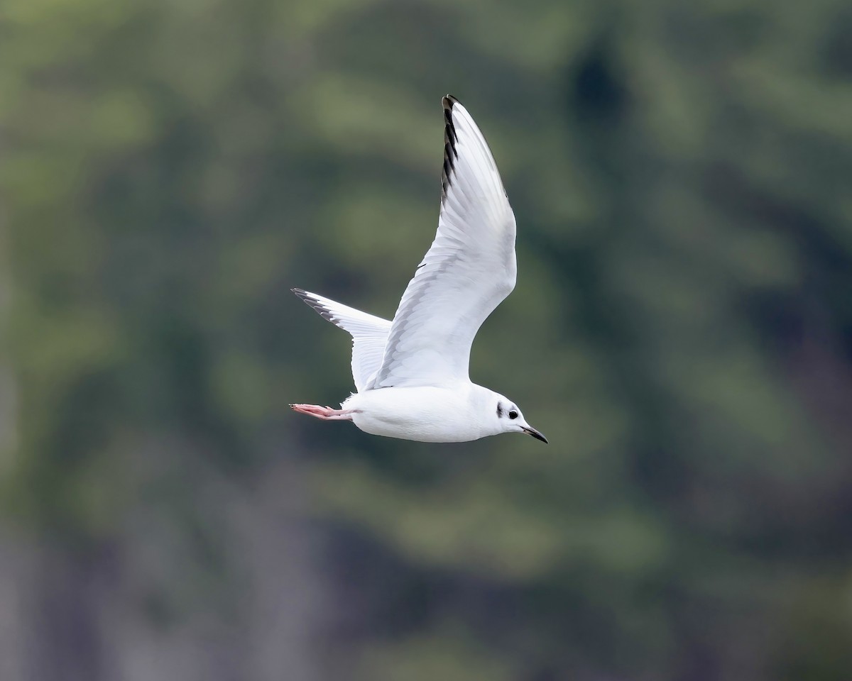 Mouette de Bonaparte - ML615507691