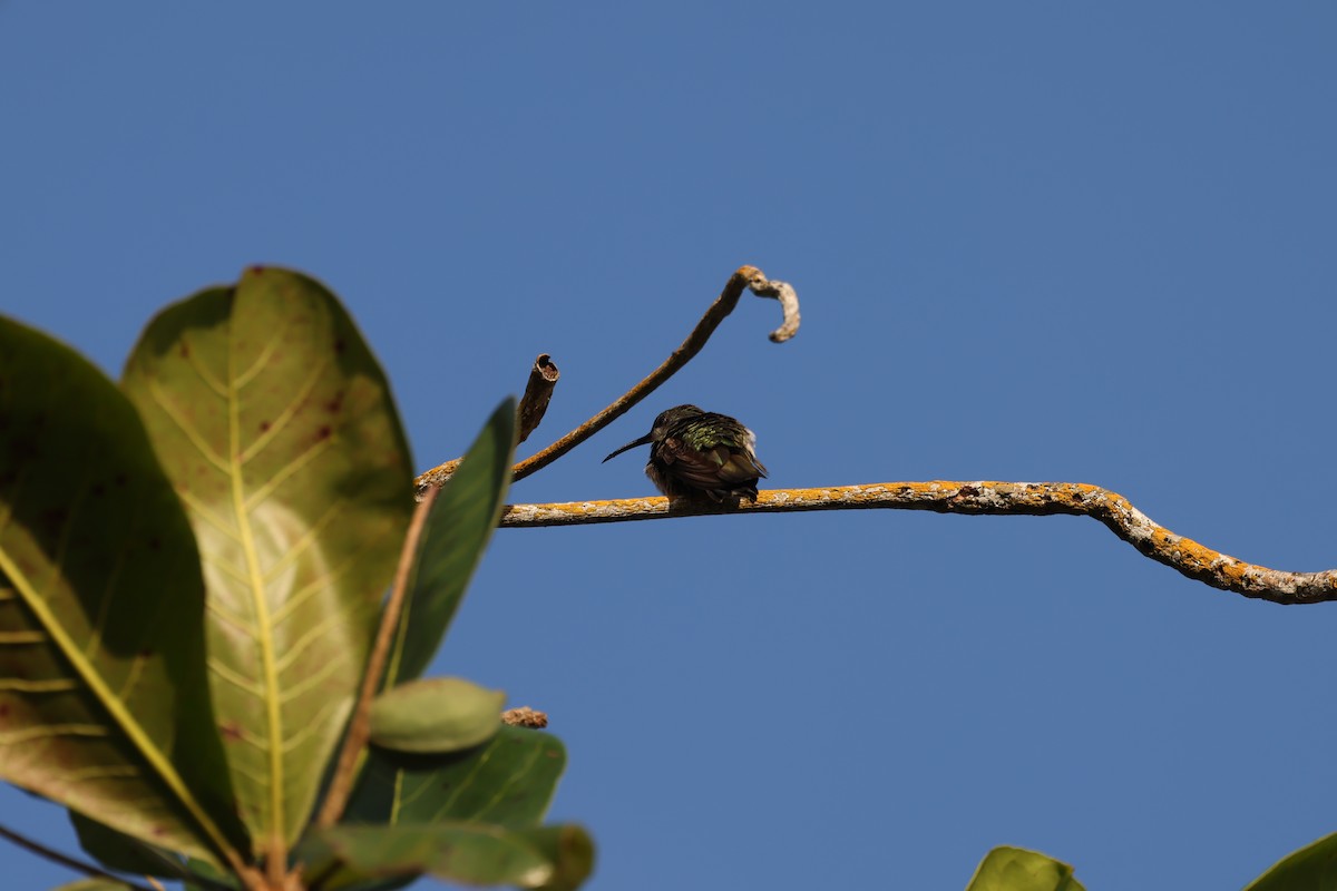 Dominikanermangokolibri - ML615507694