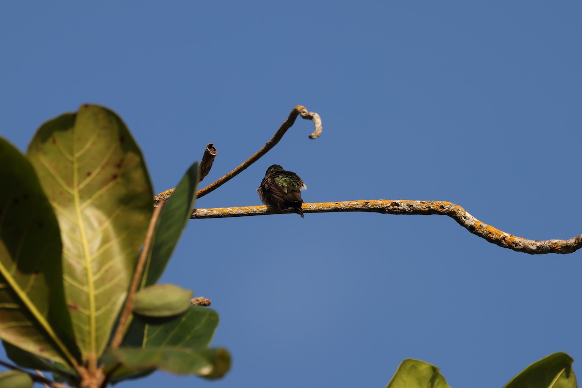 Dominikanermangokolibri - ML615507695