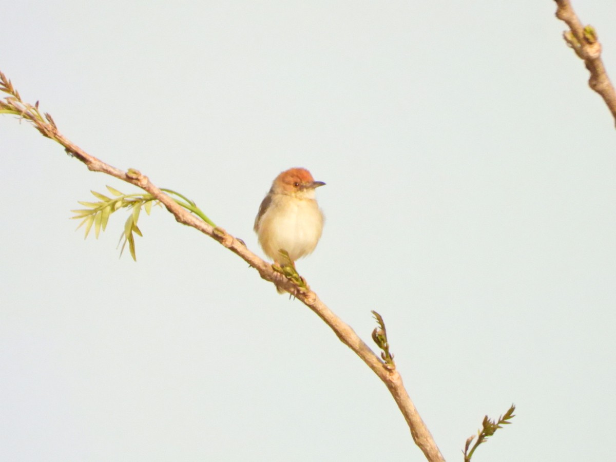 Dorst's Cisticola - ML615507764