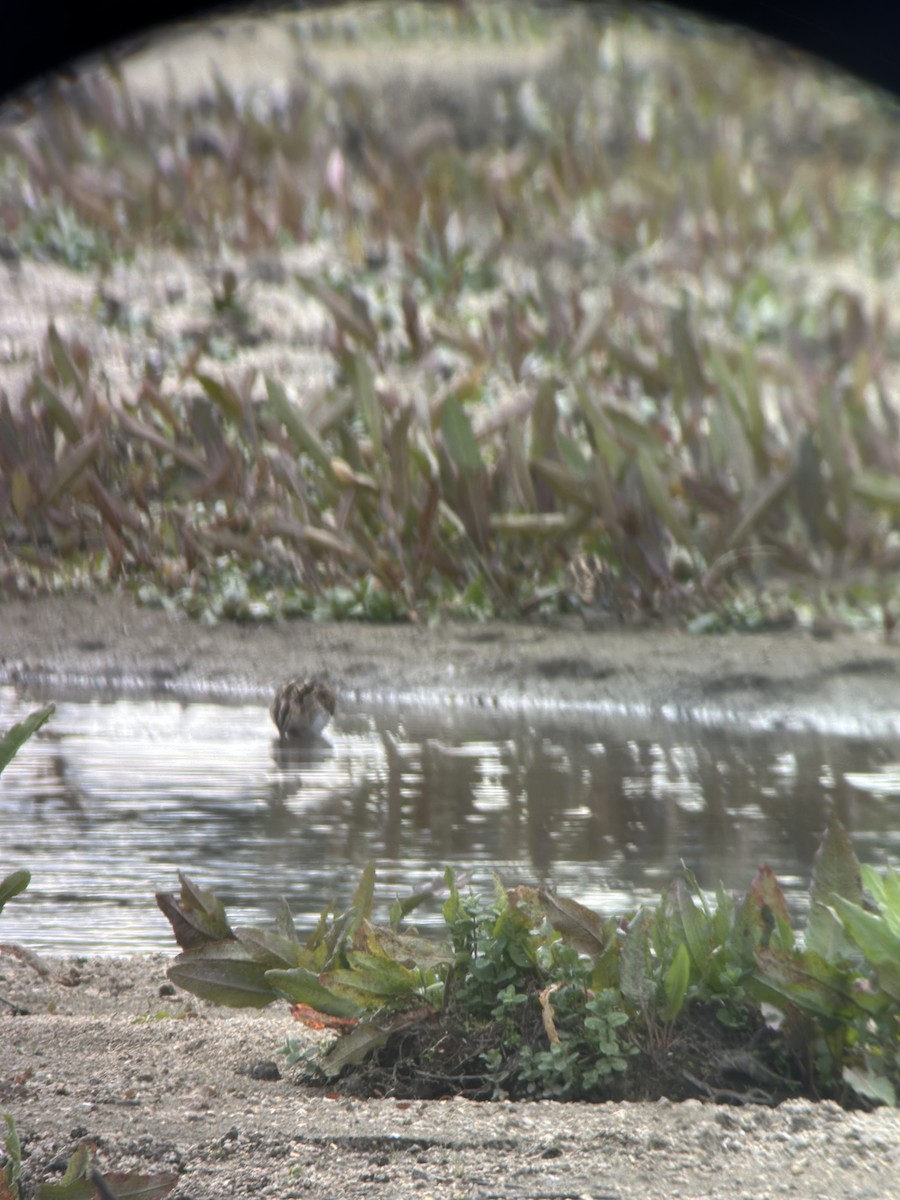 Шөвгөн хараалж - ML615507770