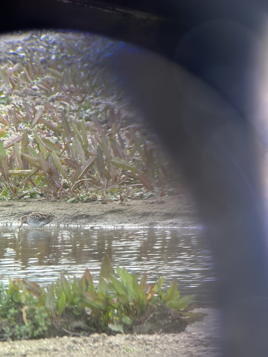 Шөвгөн хараалж - ML615507771