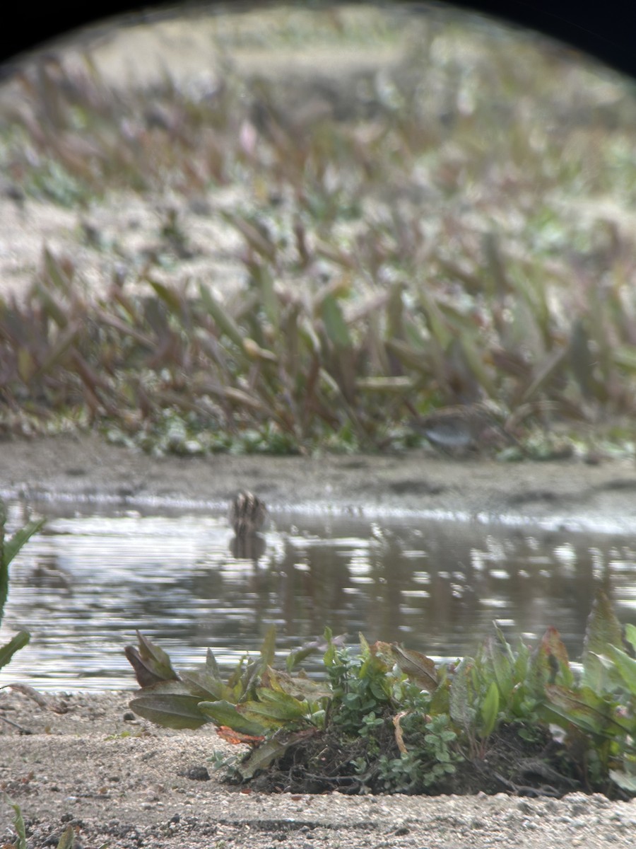 Шөвгөн хараалж - ML615507772