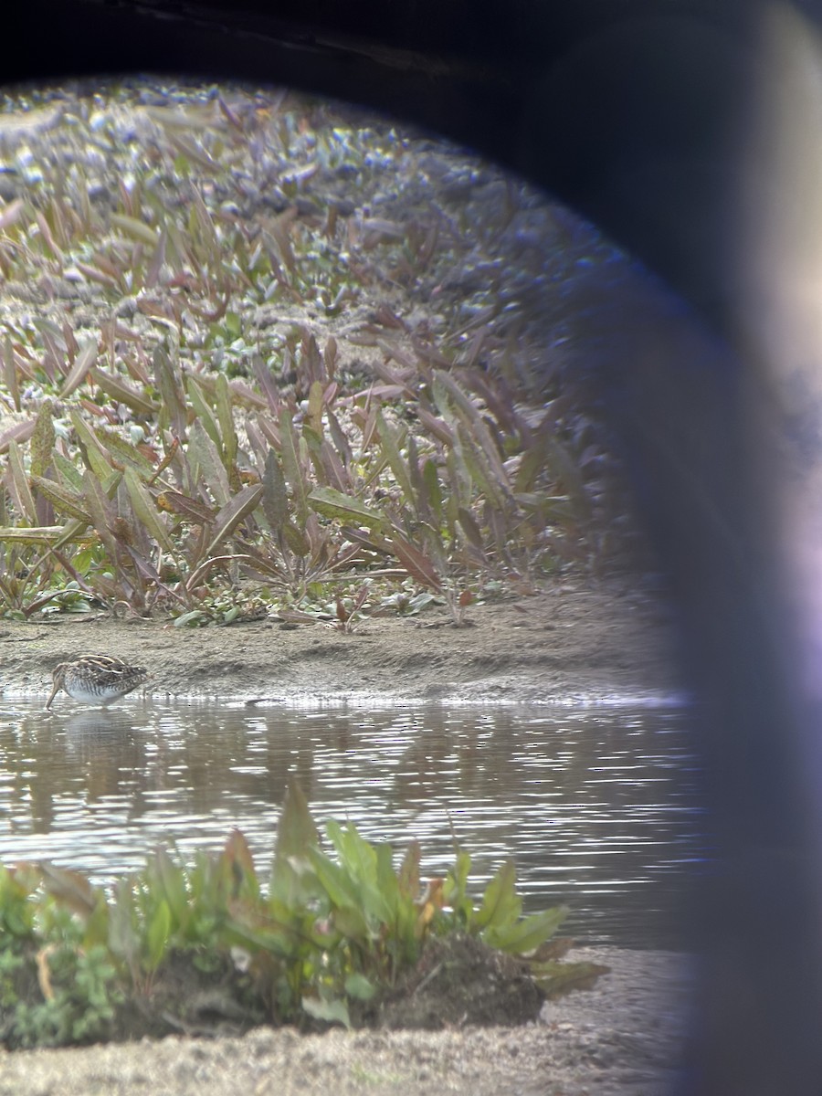 Шөвгөн хараалж - ML615507773