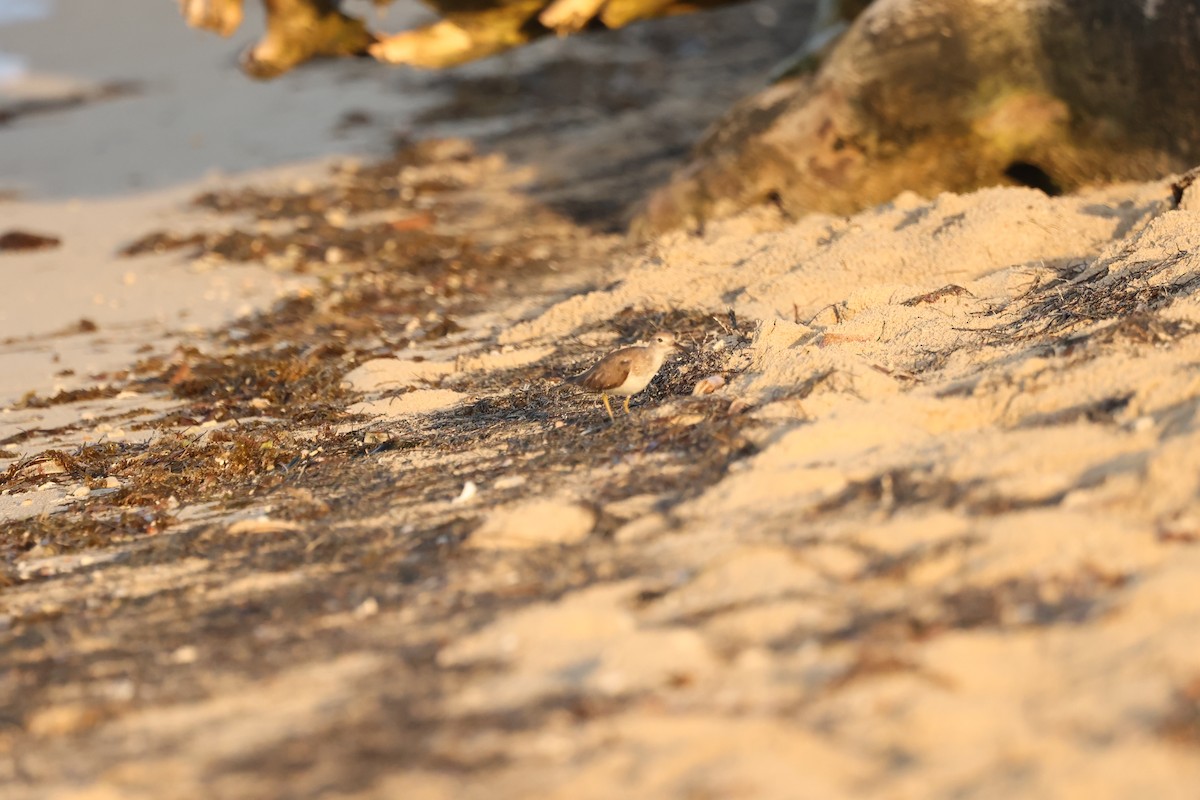 Spotted Sandpiper - Marie Provost