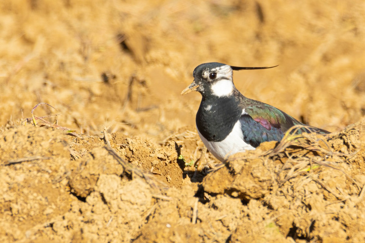 Northern Lapwing - ML615507873