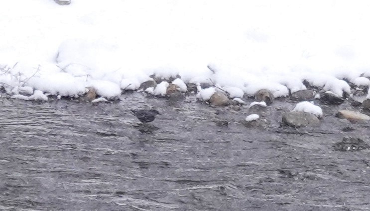 American Dipper - ML615507897