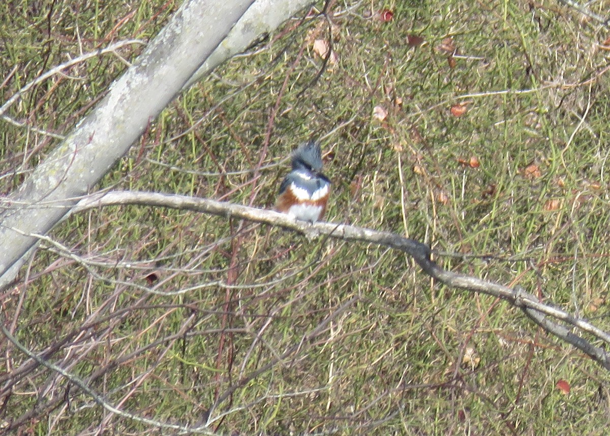 Belted Kingfisher - ML615507899