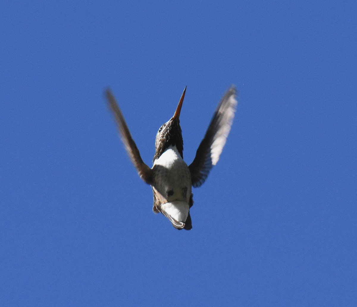 Calliope Hummingbird - ML61550791