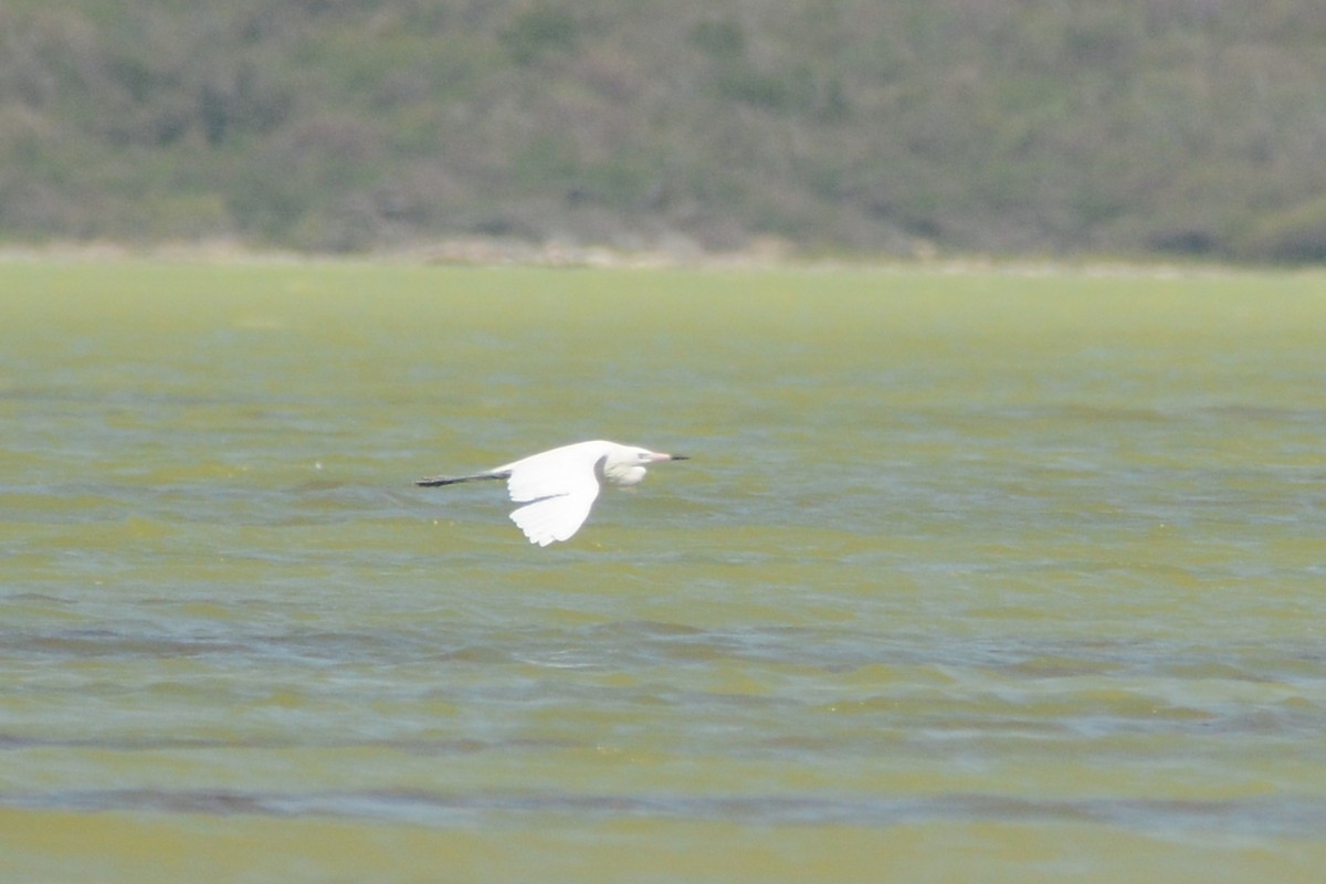 Reddish Egret - ML615507964