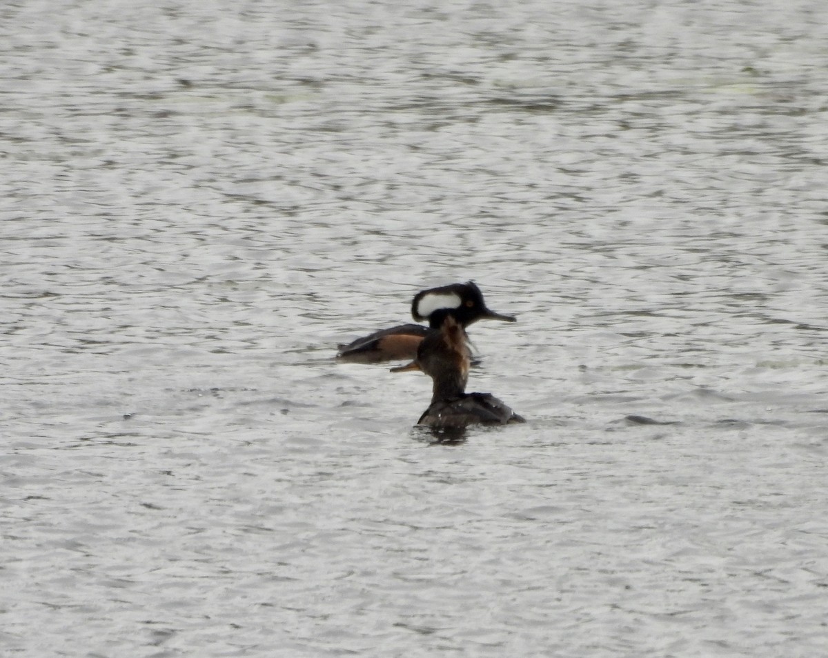 Hooded Merganser - ML615507973