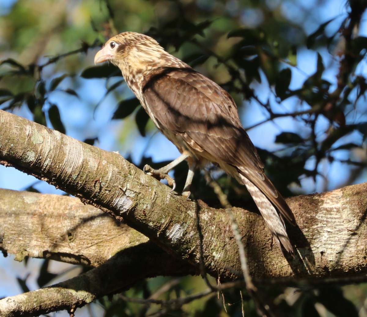 Caracara Chimachima - ML615508079