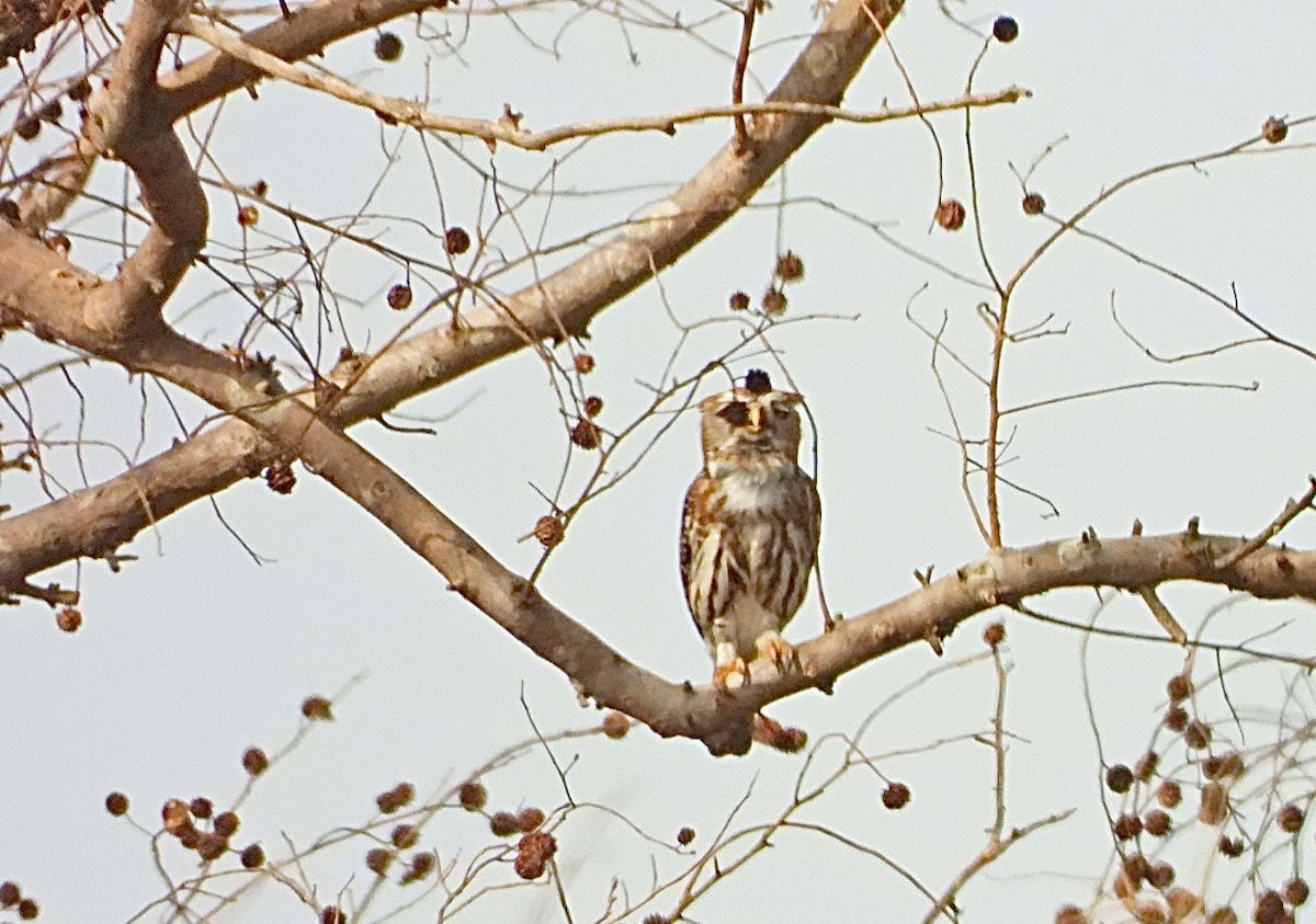 Pearl-spotted Owlet - ML615508090