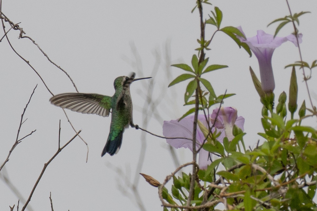 kolibřík lesklobřichý - ML615508134