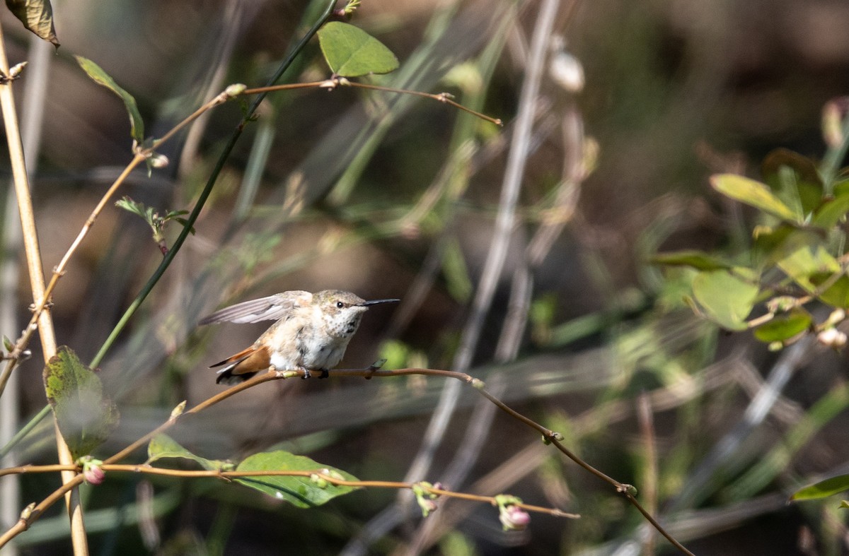 Rufous Hummingbird - ML615508138