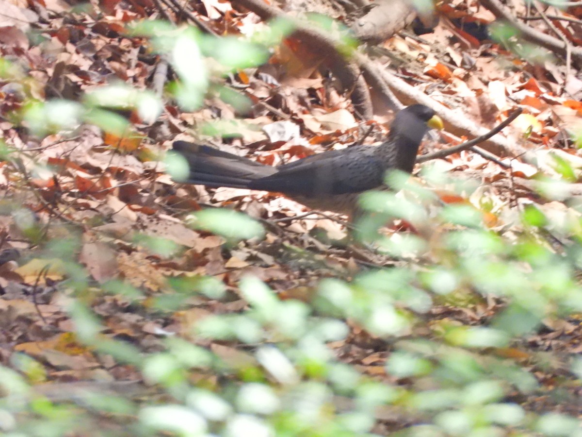 Western Plantain-eater - Sheryl Gracewski