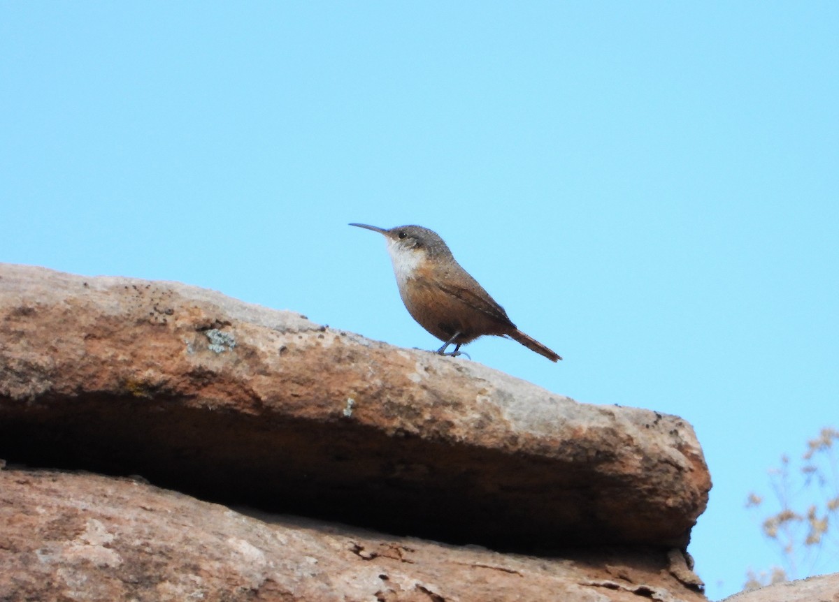 Canyon Wren - ML615508219