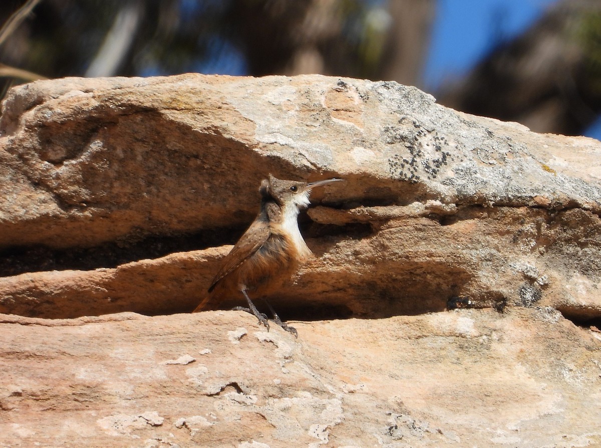 Canyon Wren - ML615508220